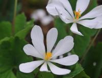 Star shaped clean white flowers in spring